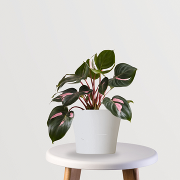 Pink Princess Philodendron